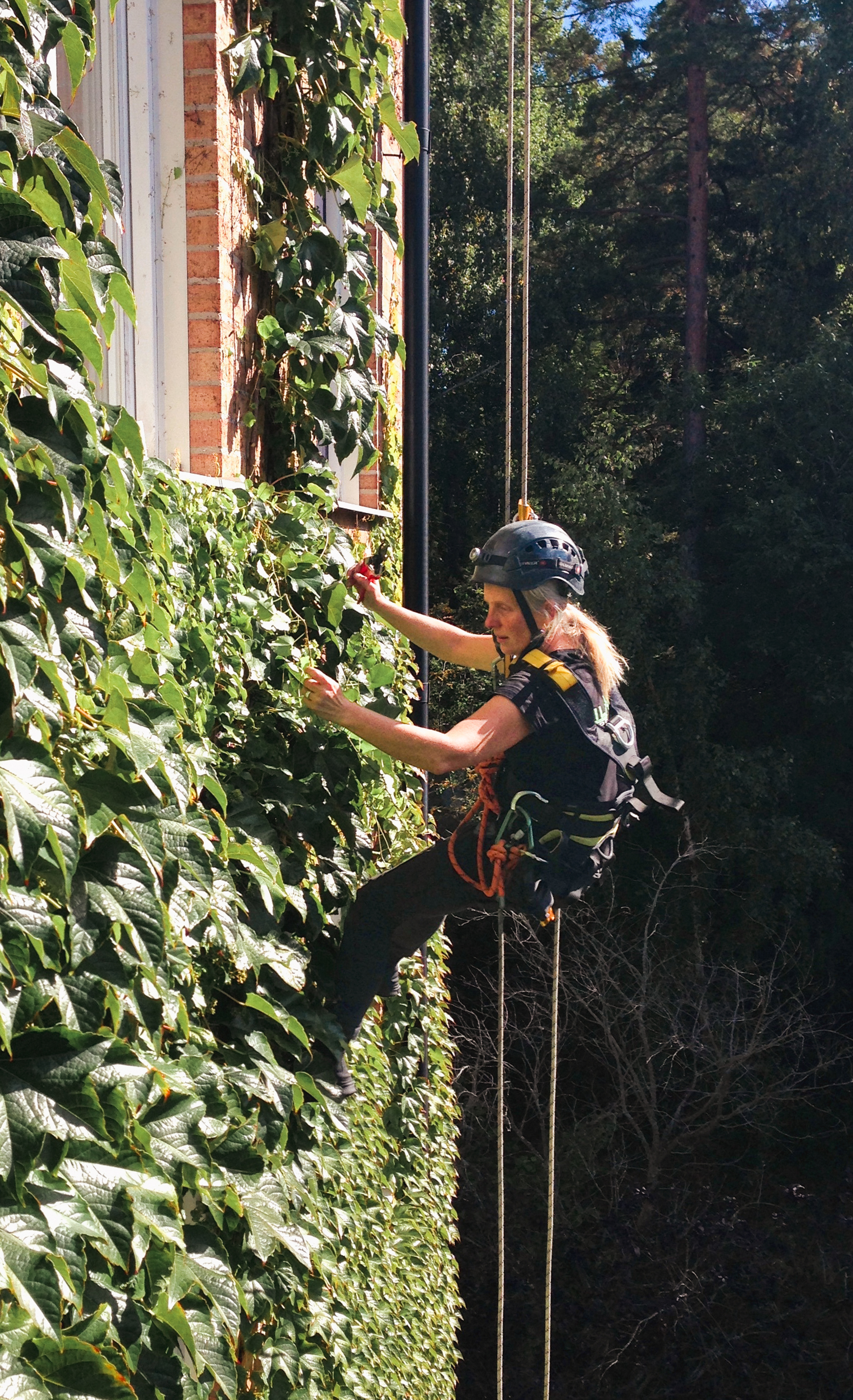 Trädfällning gävleborg utför vertical gardening